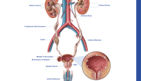 urology anatomy poster