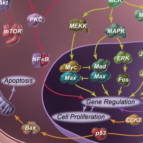 molecular pathways skin cancer